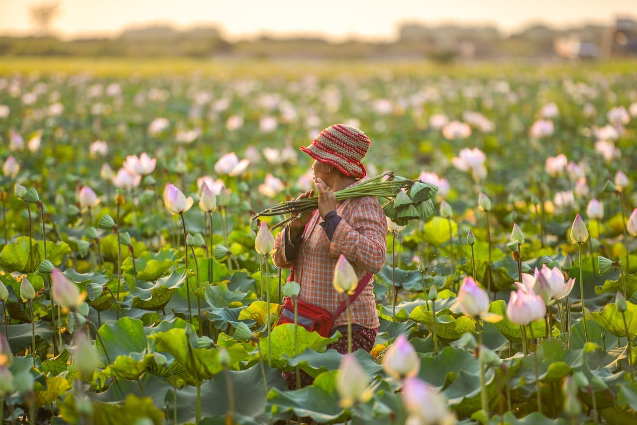 Farmers' readiness, not only technology, will determine AI's success in Hungarian agriculture