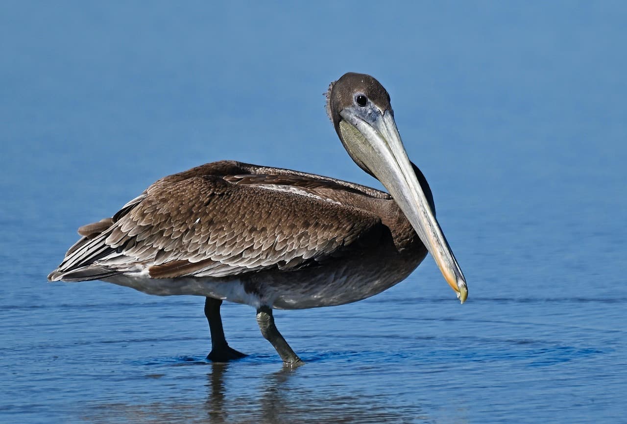 Anthropic’s Claude Fable 5.1 boosts science scores and produces elaborate SVG pelican at high reasoning levels