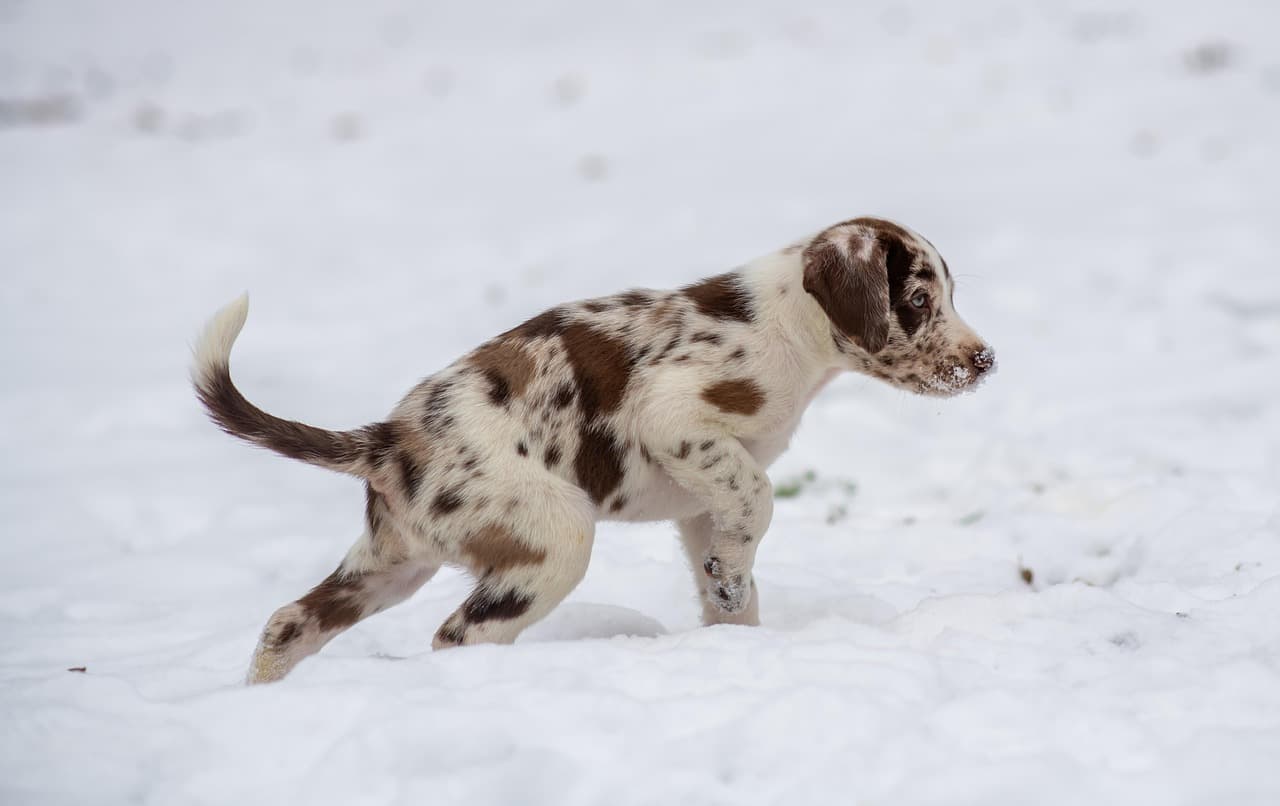 AI-aided 'puppy scams' rising online as warnings mount