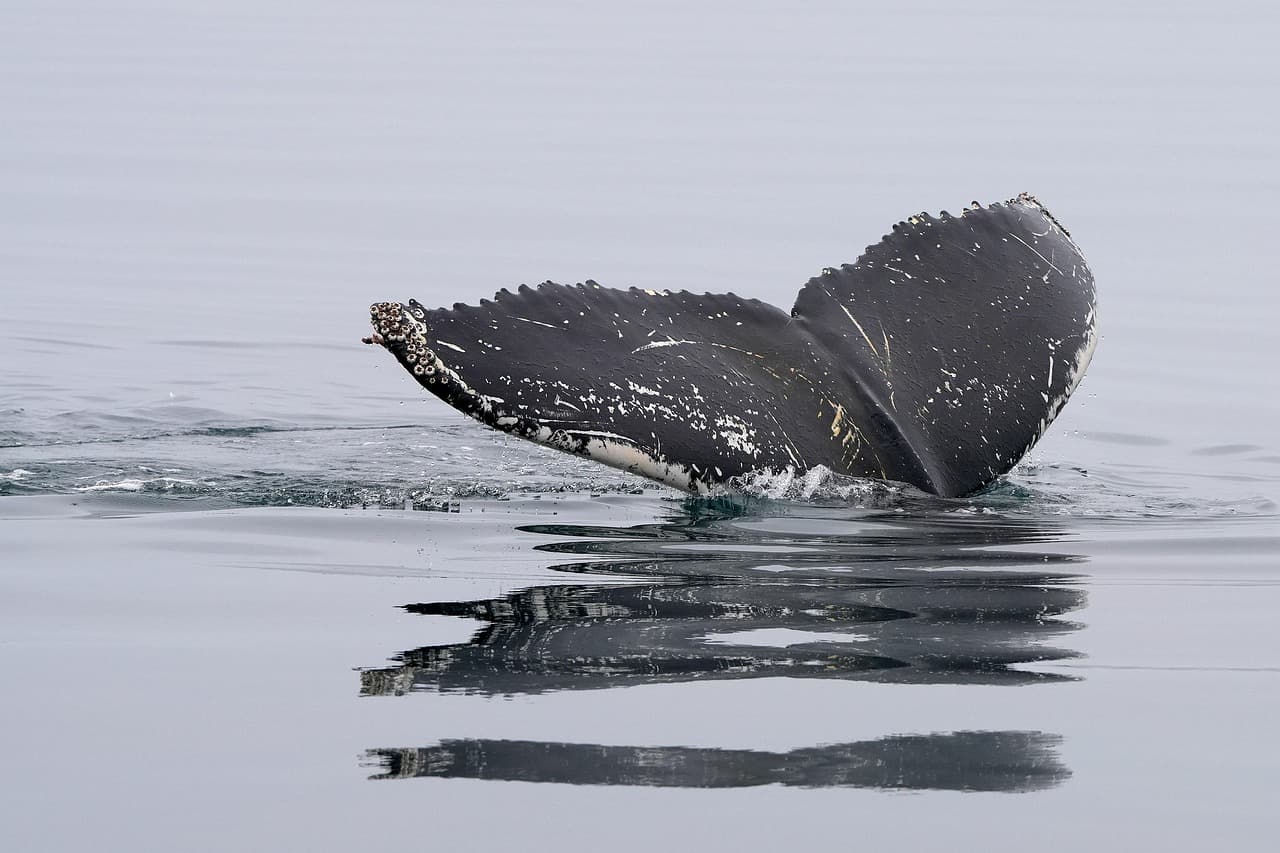 AI-powered thermal network detects whales to reduce ship strikes