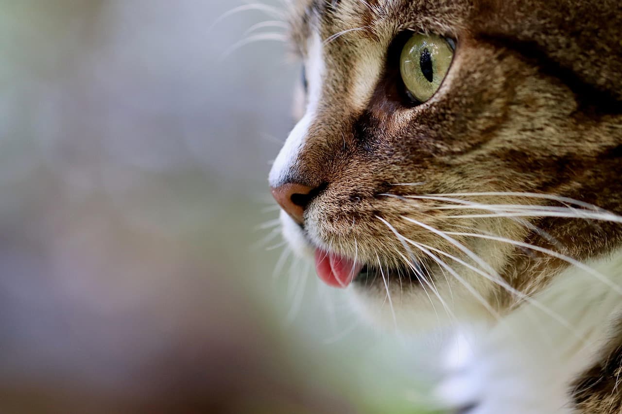 Petlibro Granary 2: dry-food feeders add AI camera and built-in scale for multi-cat homes